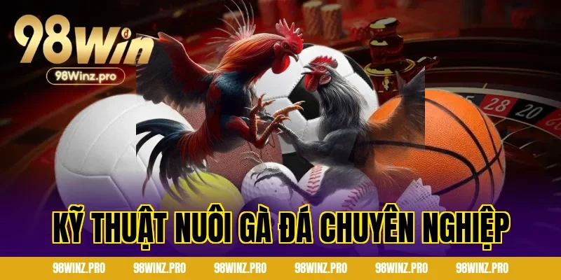 Kỹ thuật nuôi gà đá chuyên nghiệp